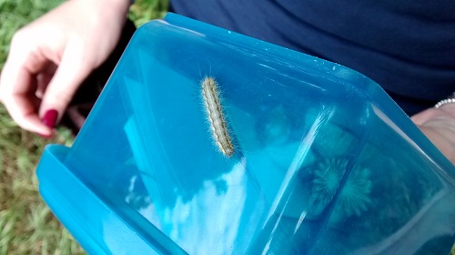 Caterpillar in the cache bag!